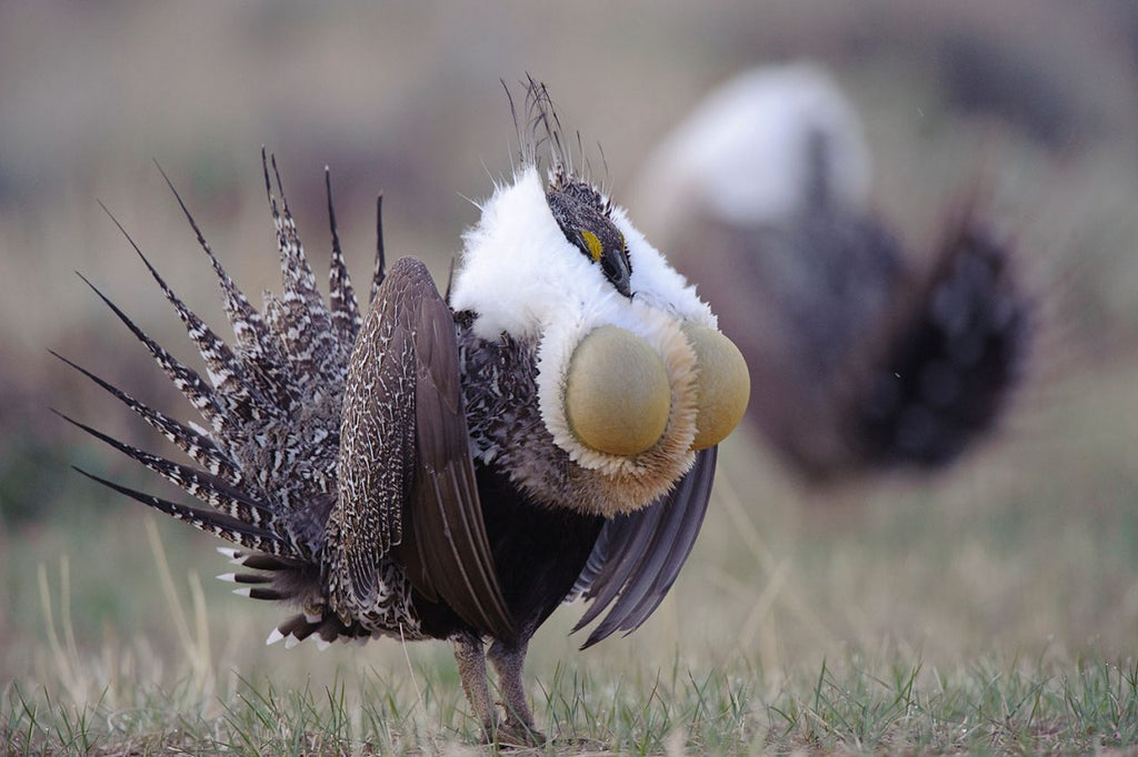 the chest popping sage grouse and you