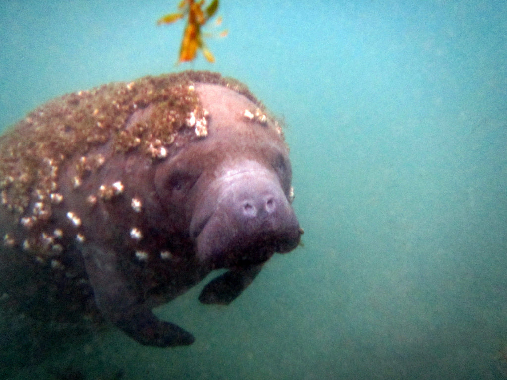 An open letter to the West Indian Manatee