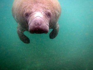 It's Time For Manatees (And Us!) to Swim To Save Our Lives